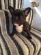 French Bulldog Puppies for sale in Anchor Point, AK, USA. price: NA
