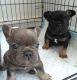 French Bulldog Puppies for sale in Adger, AL 35006, USA. price: NA