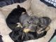 French Bulldog Puppies for sale in Bancroft, ID 83217, USA. price: $200