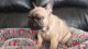 French Bulldog Puppies for sale in Bow, NH, USA. price: NA