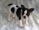 French Bulldog Puppies for sale in Concord, CA, USA. price: NA