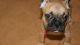 French Bulldog Puppies for sale in Amagon, AR, USA. price: $400