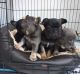 French Bulldog Puppies for sale in Boyero, CO 80821, USA. price: NA