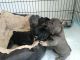 French Bulldog Puppies for sale in Alma, CO, USA. price: $400
