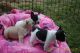 French Bulldog Puppies for sale in Wright, AR 72168, USA. price: NA