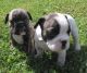 French Bulldog Puppies for sale in Adamsville, AL, USA. price: $400