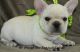 French Bulldog Puppies for sale in Captain Cook, HI, USA. price: NA