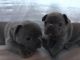 French Bulldog Puppies for sale in Acequia, ID 83350, USA. price: NA