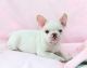 French Bulldog Puppies for sale in Vancouver, WA, USA. price: NA