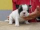 French Bulldog Puppies for sale in Gainesville, FL, USA. price: NA