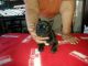 French Bulldog Puppies for sale in Boulder, CO, USA. price: NA