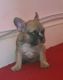 French Bulldog Puppies for sale in Grimsby, North East Lincolnshire, UK. price: 1100 GBP