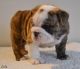 French Bulldog Puppies for sale in Beaumont, TX, USA. price: $200