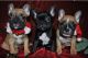 French Bulldog Puppies for sale in Beaumont, TX, USA. price: $200