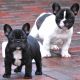 French Bulldog Puppies for sale in Auckland, New Zealand. price: $200