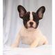 French Bulldog Puppies for sale in Dushore, PA 18614, USA. price: NA