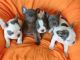 French Bulldog Puppies for sale in Wilmington, DE, USA. price: $400