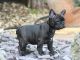 French Bulldog Puppies for sale in Albert Lea, MN 56007, USA. price: NA