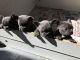 French Bulldog Puppies for sale in Rialto, CA, USA. price: $450
