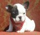 French Bulldog Puppies for sale in Bainbridge, IN, USA. price: $800