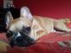 French Bulldog Puppies for sale in Bainbridge, IN, USA. price: $800