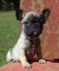 French Bulldog Puppies for sale in Bainbridge, IN, USA. price: NA