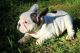 French Bulldog Puppies for sale in Mbanga, Cameroon. price: 380 XAF