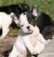 French Bulldog Puppies for sale in Mbanga, Cameroon. price: 400 XAF