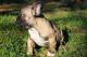 French Bulldog Puppies for sale in Mbanga, Cameroon. price: NA