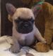 French Bulldog Puppies for sale in Tallahassee, FL, USA. price: $300