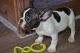 French Bulldog Puppies for sale in Bethel, DE, USA. price: NA