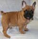 French Bulldog Puppies for sale in Linn, KS 66953, USA. price: $2,500