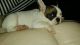 French Bulldog Puppies for sale in Plano, TX, USA. price: $500