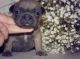 French Bulldog Puppies for sale in El Cajon, CA, USA. price: NA