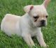 French Bulldog Puppies for sale in Killeen, TX, USA. price: NA