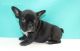 French Bulldog Puppies for sale in Savannah, GA, USA. price: NA