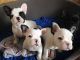 French Bulldog Puppies for sale in Anchorage, AK, USA. price: $300