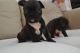 French Bulldog Puppies for sale in Savannah, GA, USA. price: NA