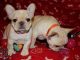 French Bulldog Puppies for sale in Lawton, OK, USA. price: NA