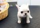 French Bulldog Puppies for sale in Sterling City, TX 76951, USA. price: NA