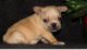 French Bulldog Puppies for sale in Adelanto, CA, USA. price: NA