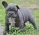 French Bulldog Puppies for sale in Puerto Plata 57000, Dominican Republic. price: 400 DOP