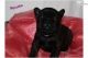 French Bulldog Puppies for sale in Springfield, MA, USA. price: $300