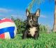 French Bulldog Puppies for sale in Puerto Plata 57000, Dominican Republic. price: 455 DOP