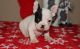 French Bulldog Puppies for sale in Oregon City, OR 97045, USA. price: NA