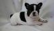 French Bulldog Puppies for sale in Baltimore, MD, USA. price: NA