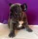 French Bulldog Puppies for sale in South Bend, IN, USA. price: $450