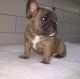 French Bulldog Puppies for sale in Ashland, VA 23005, USA. price: NA