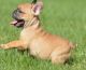 French Bulldog Puppies for sale in Ashburn, VA, USA. price: NA