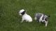 French Bulldog Puppies for sale in Jefferson City, MO, USA. price: NA